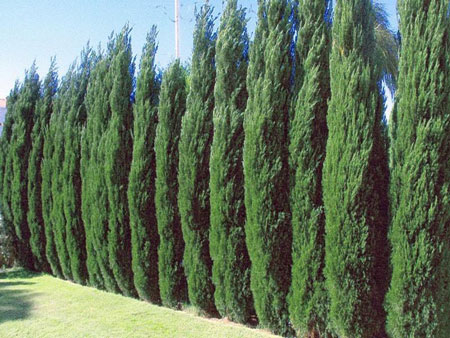 Juniperus chinensis 'Spartan'