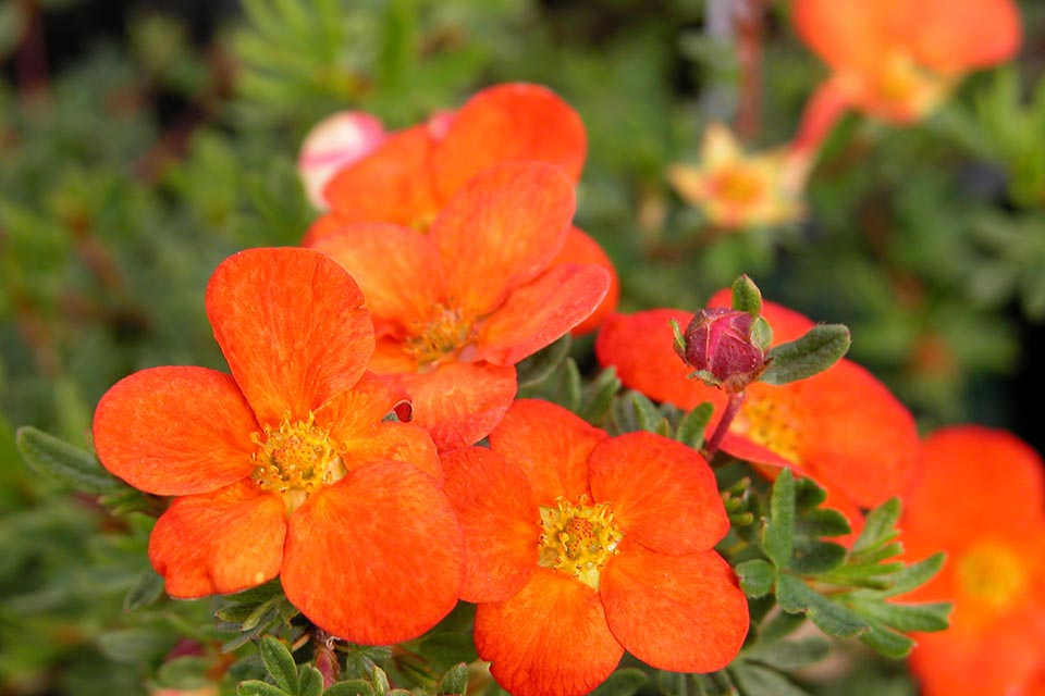 Potentilla fruticosa Red Ace