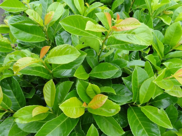 Prunus laurocerasus Kleopatra