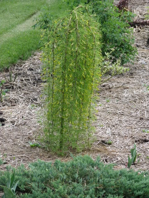 CARAGANA arborescens 'Pendula'