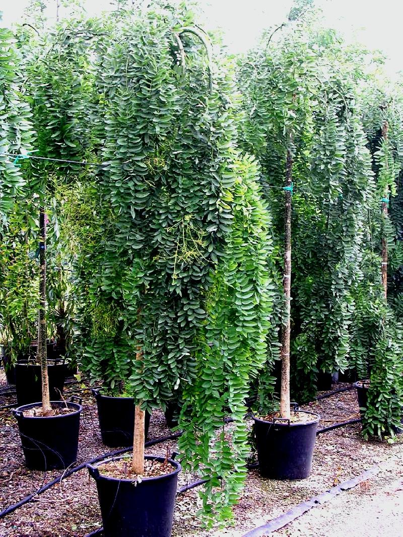 Sophora japonica 'Pendula'  