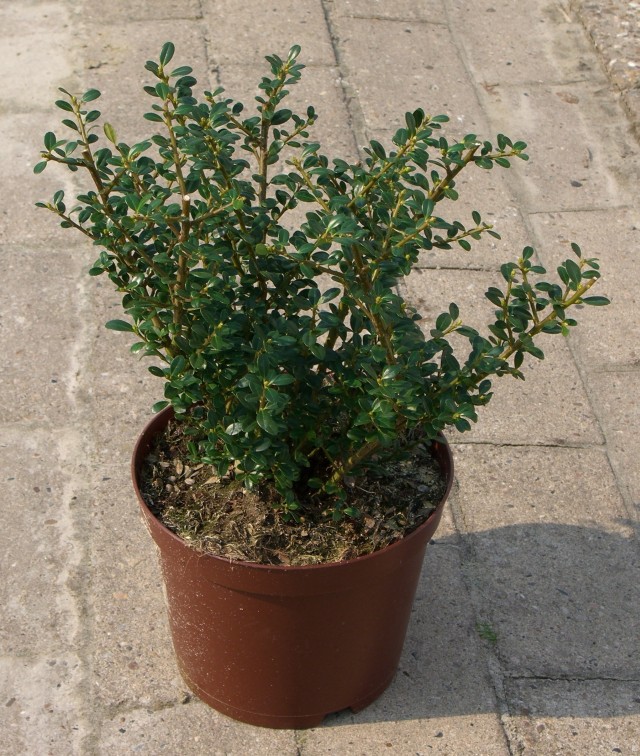 Ilex crenata 'glory gem'