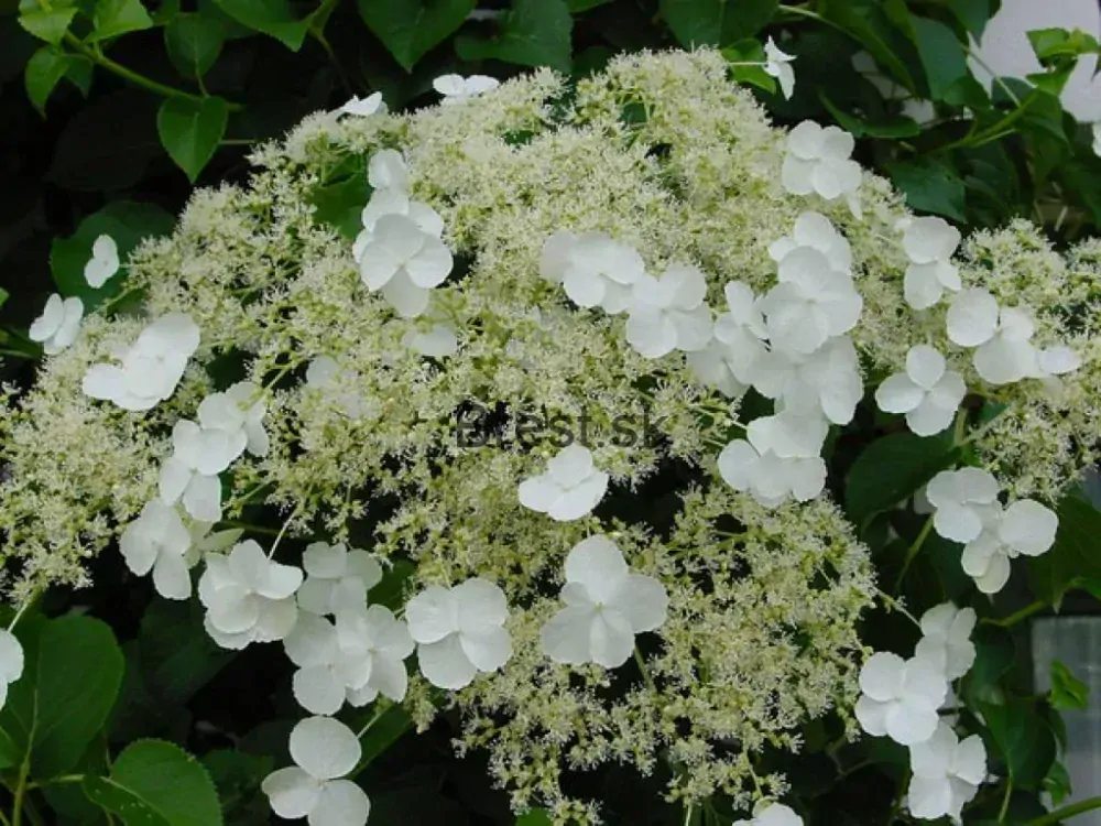 Hydrangea petiolaris