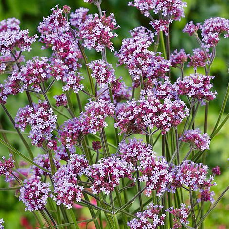 Verbena bonariensis Lollipop