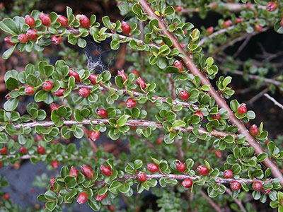 Cotoneaster horizontalis