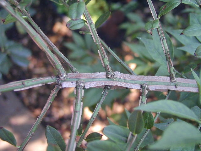 Euonymus alatus