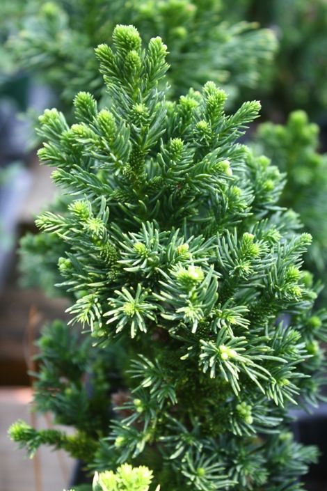 Cryptomeria japonica 'Green Pearl'