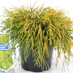 Chamaecyparis pisifera 'Sungold'