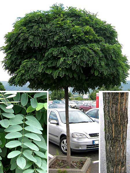 Robinia ps. 'Umbracculifera'