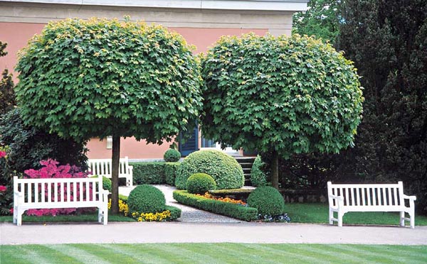 ACER platanoides 'Globosum'