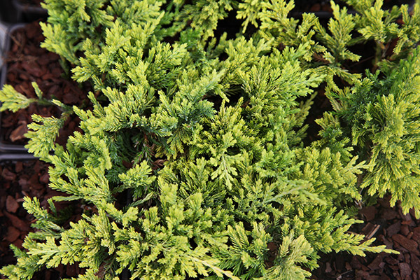 Juniperus horizontalis 'Golden Carpet'