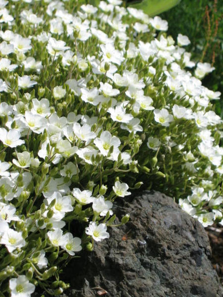 Arenaria montana