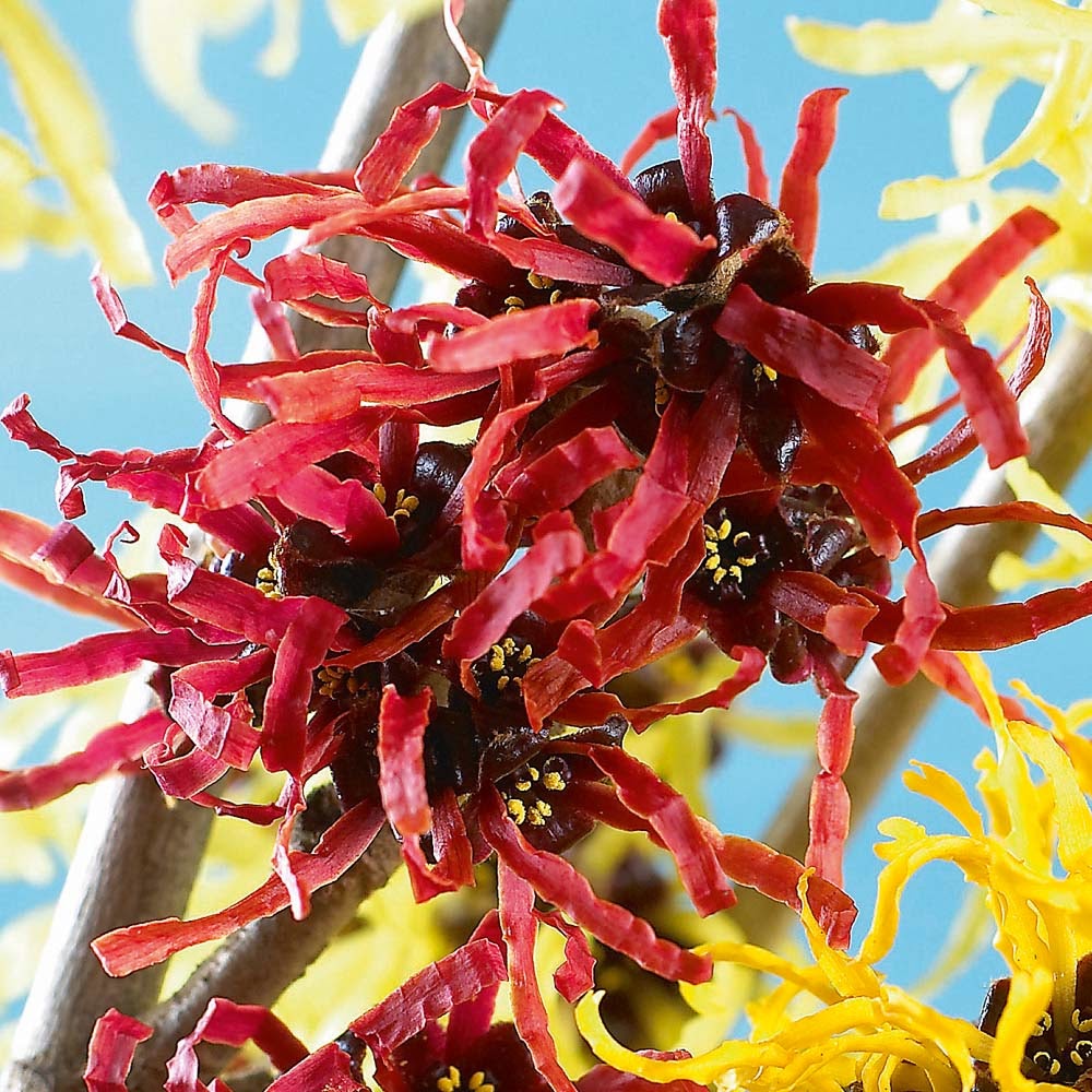 Hamamelis 'Diane'