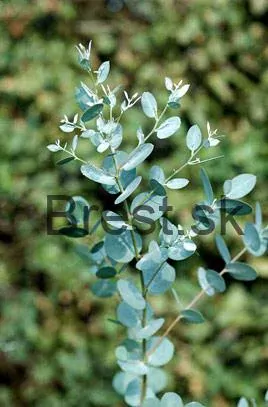 Eukalyptus Gunnov do -15° C