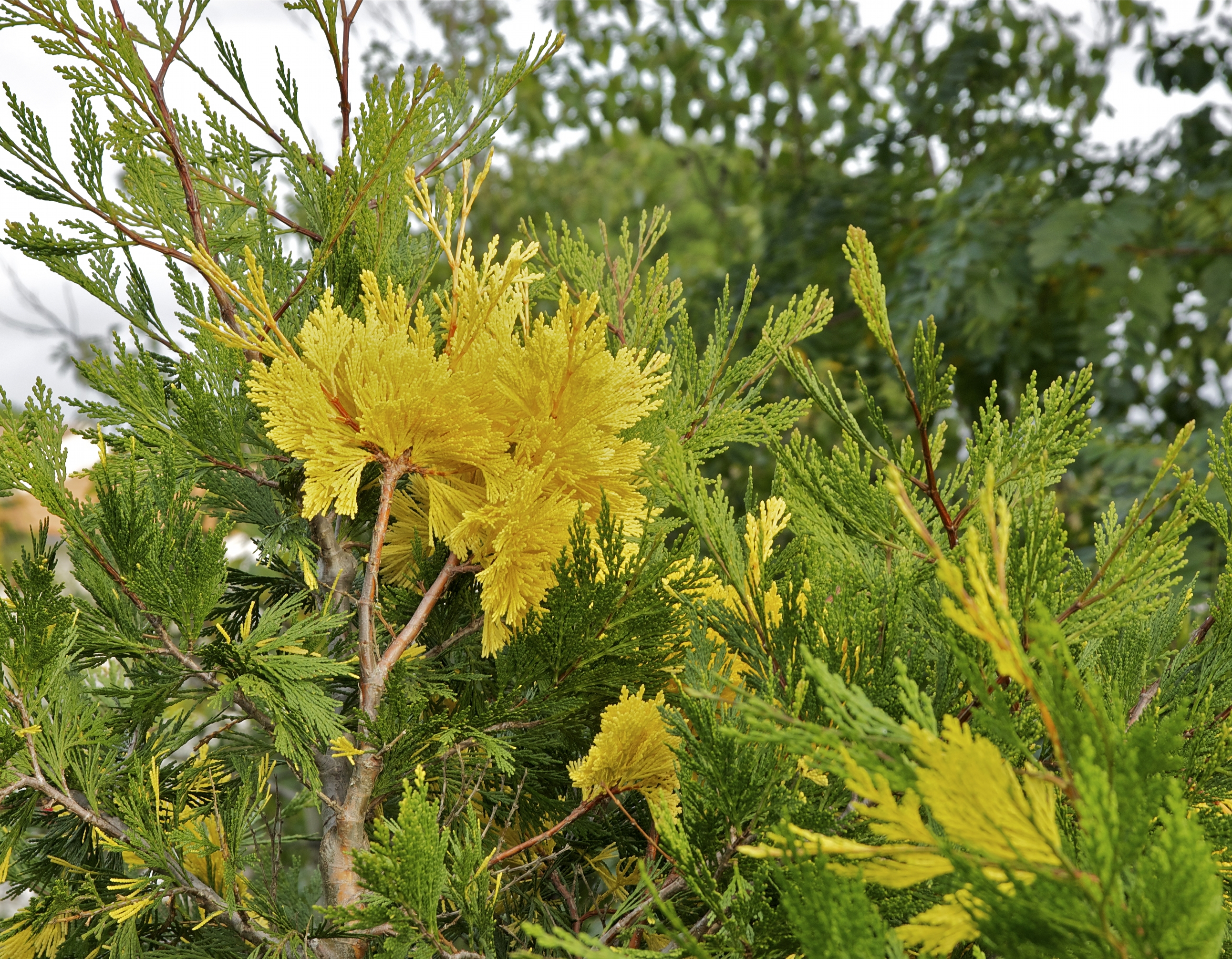 Cédrovec zbiehavý 'Aureovariegata'