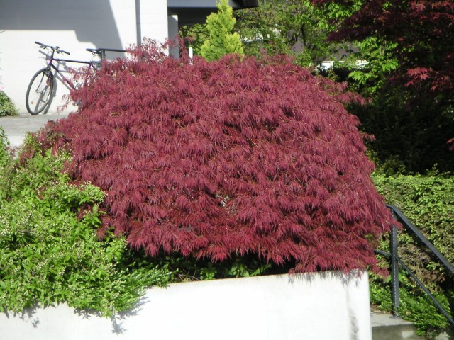 Acer dissectum 'Garnet' 50 cm kmeň