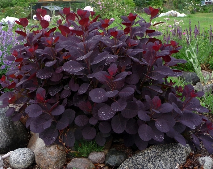 Škumpa vlasatá 'Royal Purple' extra