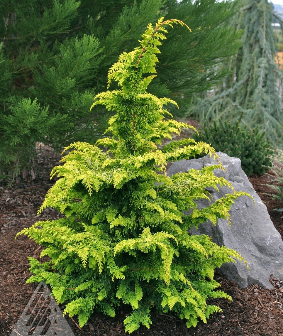 Cypruštek tupolistý 'Fernspray Gold'