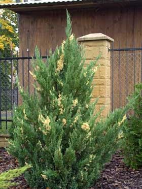 Borievka čínska 'Stricta Variegata'