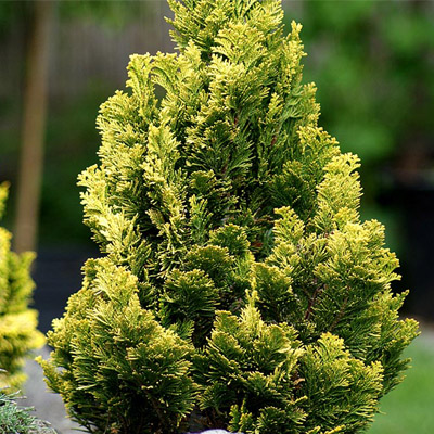 Cypruštek Lawsonov 'Minima Aurea'