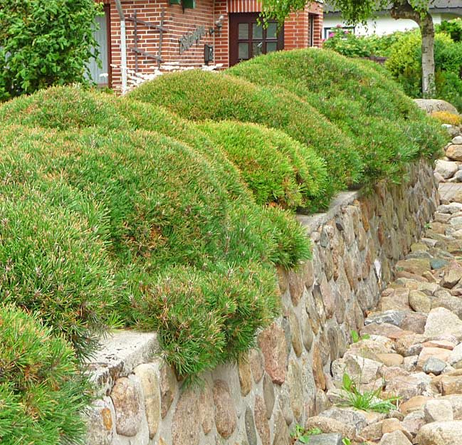 Pinus mugo pumilio 9cm