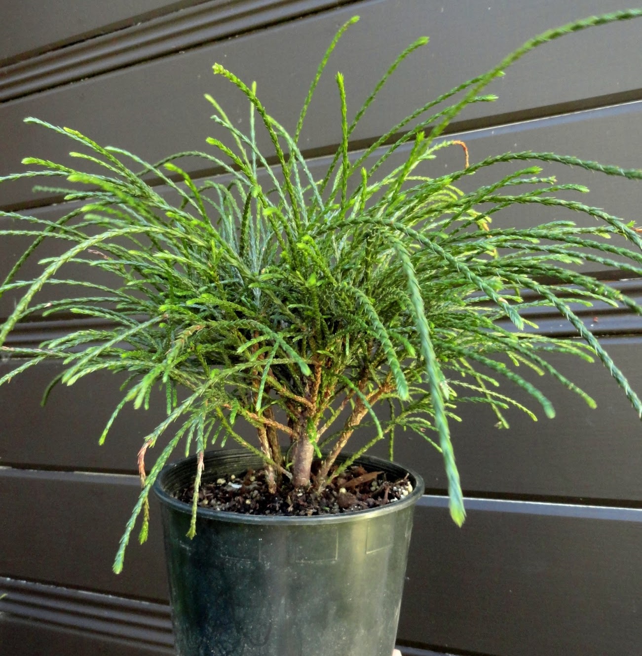 Thuja plicata 'Whipcord'