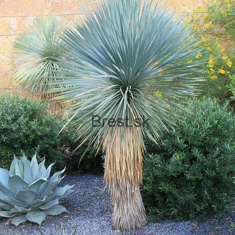 Yucca rostrata