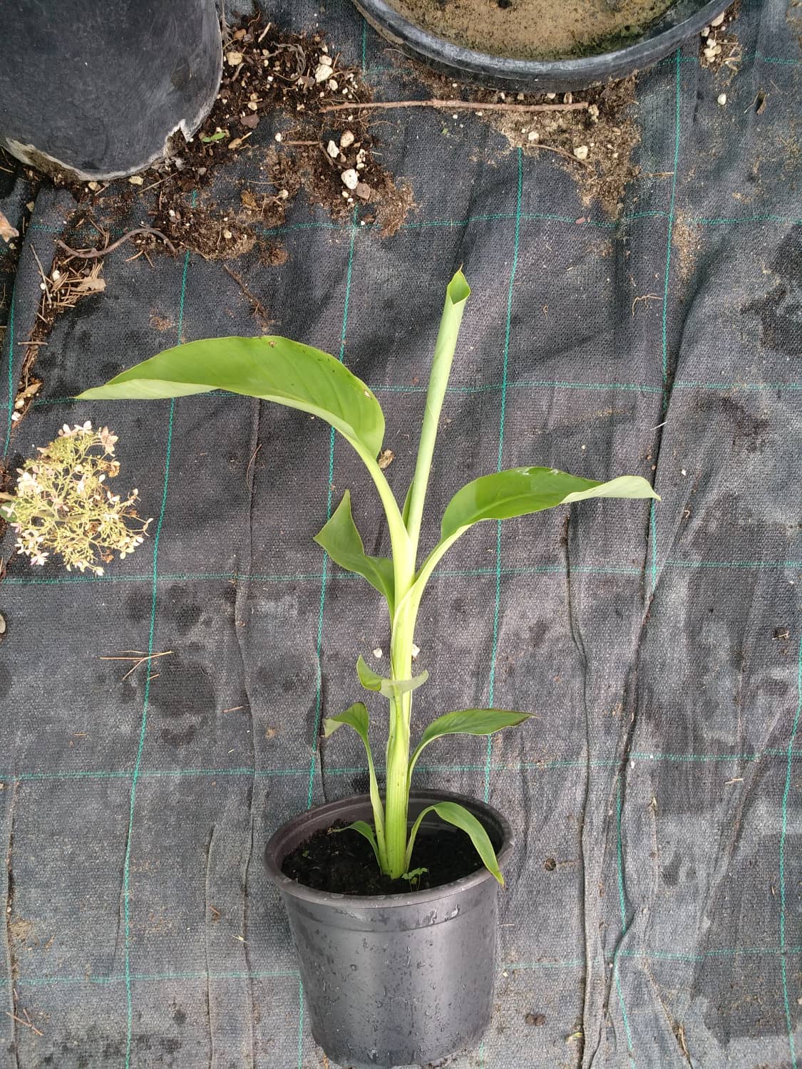 Musa ensete
