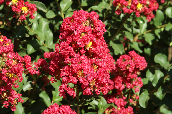 Lagerstroemia indica 'Carolyn Beauty'
