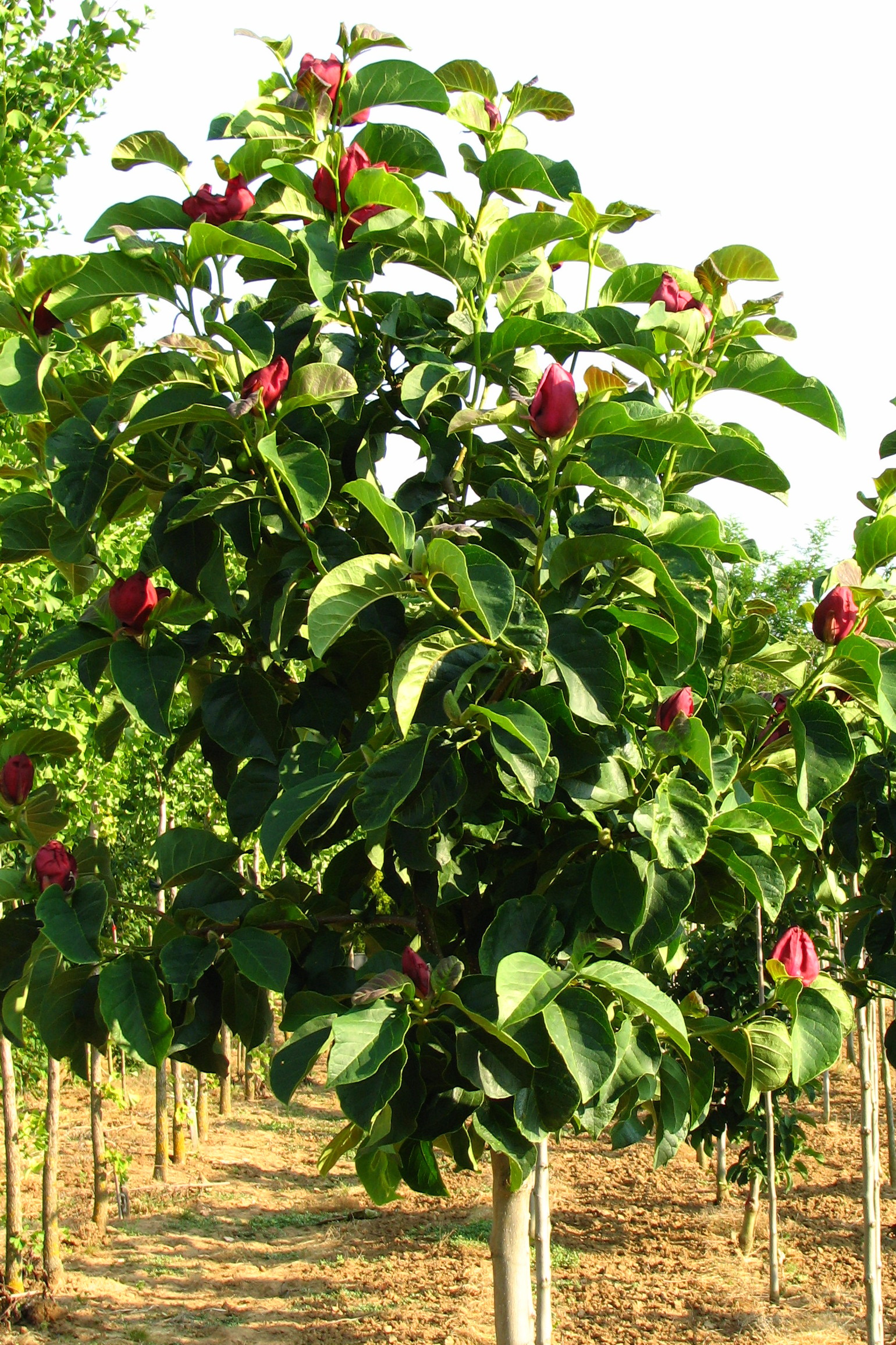 Magnolia 'Black Tulip'®