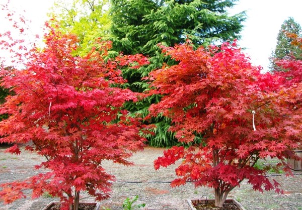 Acer palmatum 'Fire Glow'