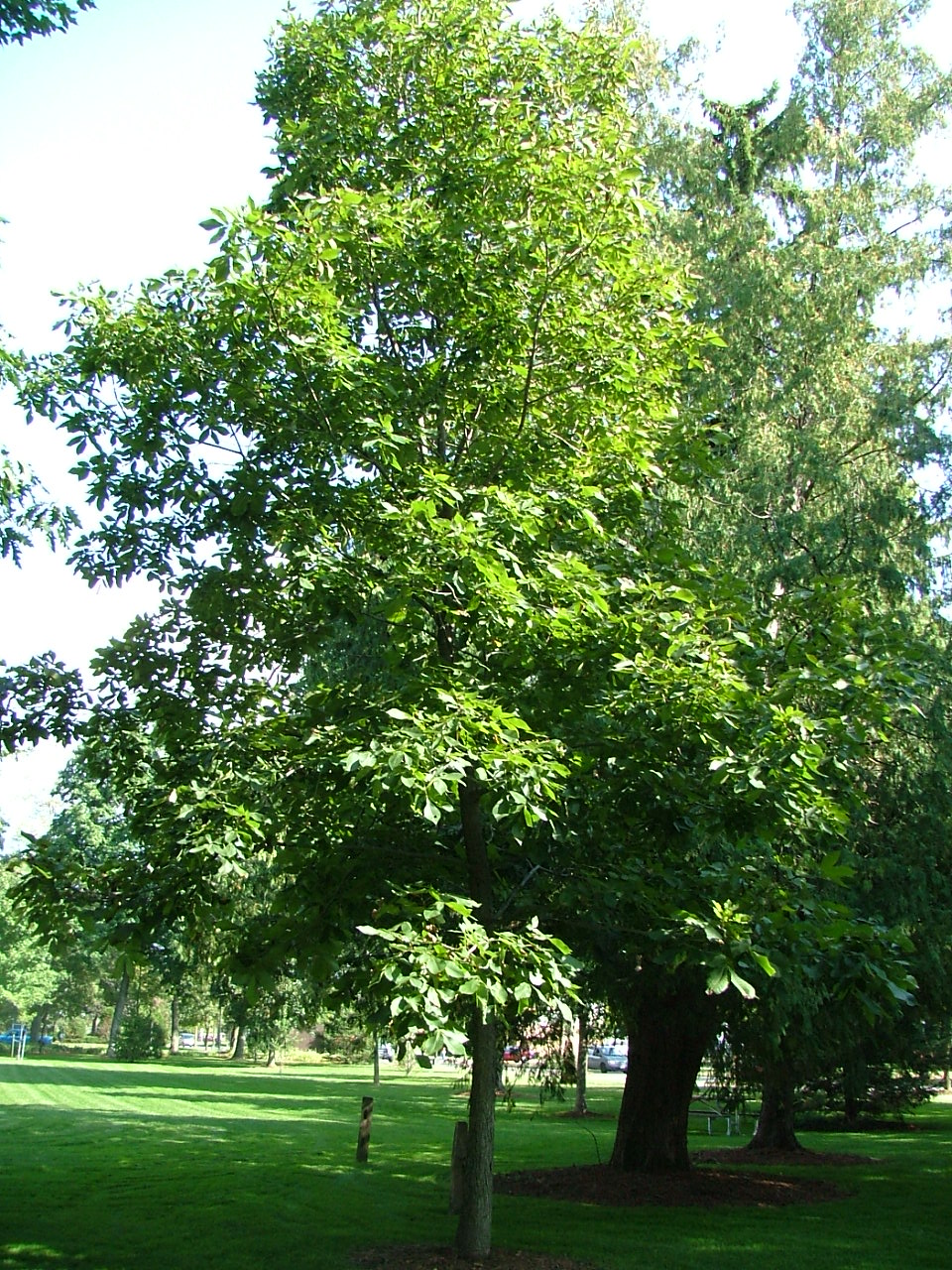 Carya ovata