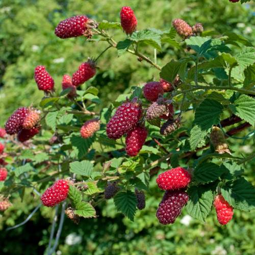 Rubus 'Tayberry Buckingham'