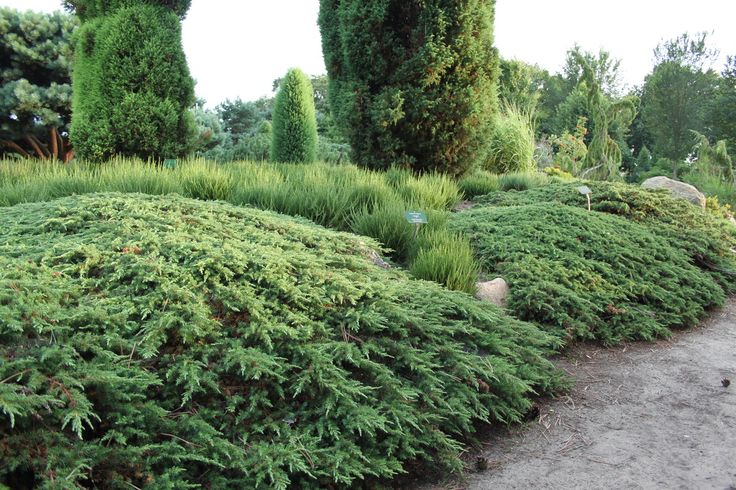 Juniperus communis 'Green Carpet'