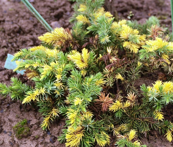 Juniperus conferta 'Golden Wings'