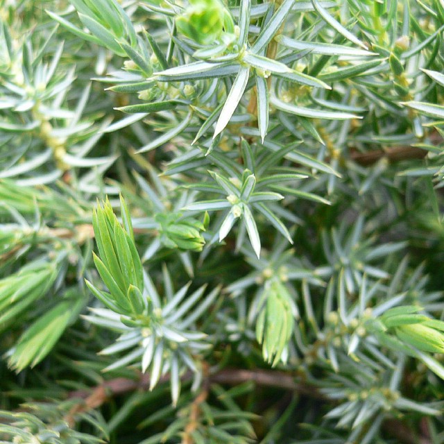Juniperus conferta 'Schlager'