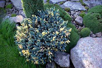 Juniperus squamata 'Golden Flame'