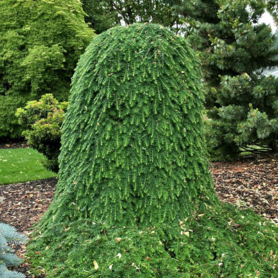 Tsuga canadensis 'Jeddeloh'