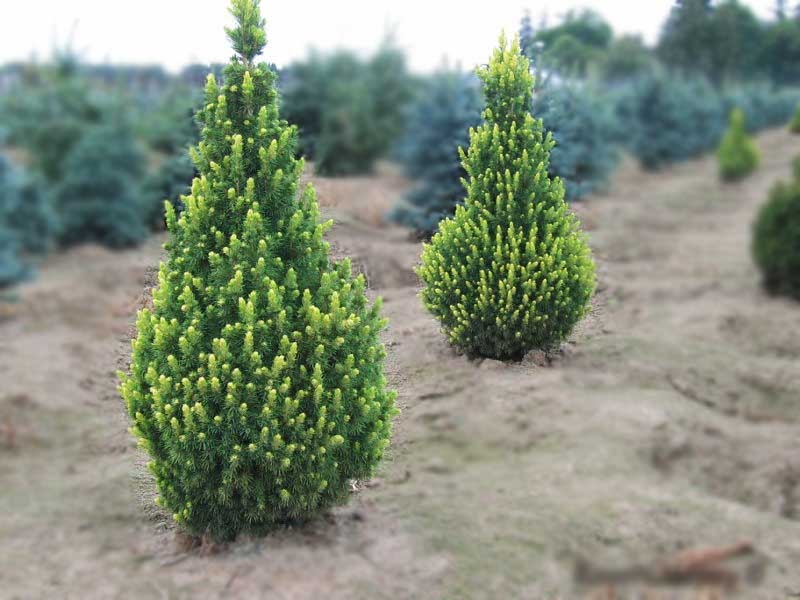 Picea glauca 'Rainbow's End'