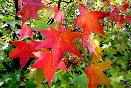 Liquidambar styraciflua 'Gum Ball' kmeň 100cm