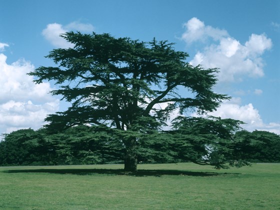 Cedrus libani 120+