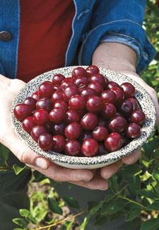 Prunus 'Carmine Jewel'