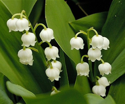 Convallaria majalis 