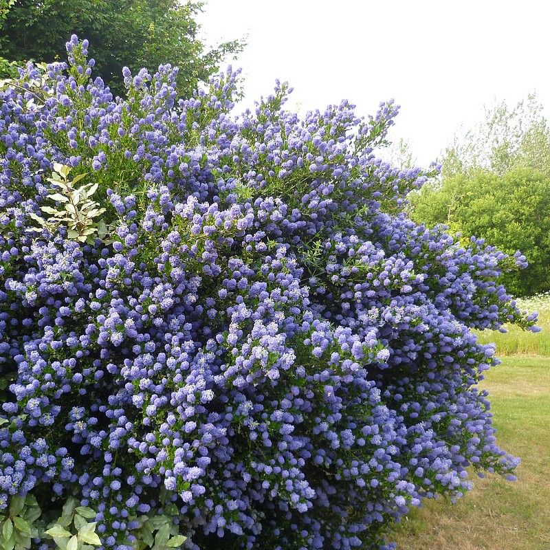 CEANOTHUS 'Skylark'