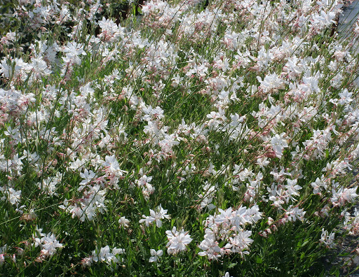 gaura short form