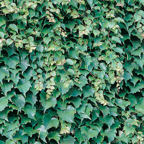 Parthenocissus tricuspidata 'Veitchii'