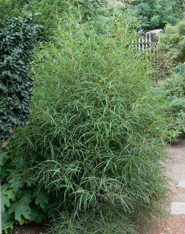 RHAMNUS frangula 'Asplenifolia'