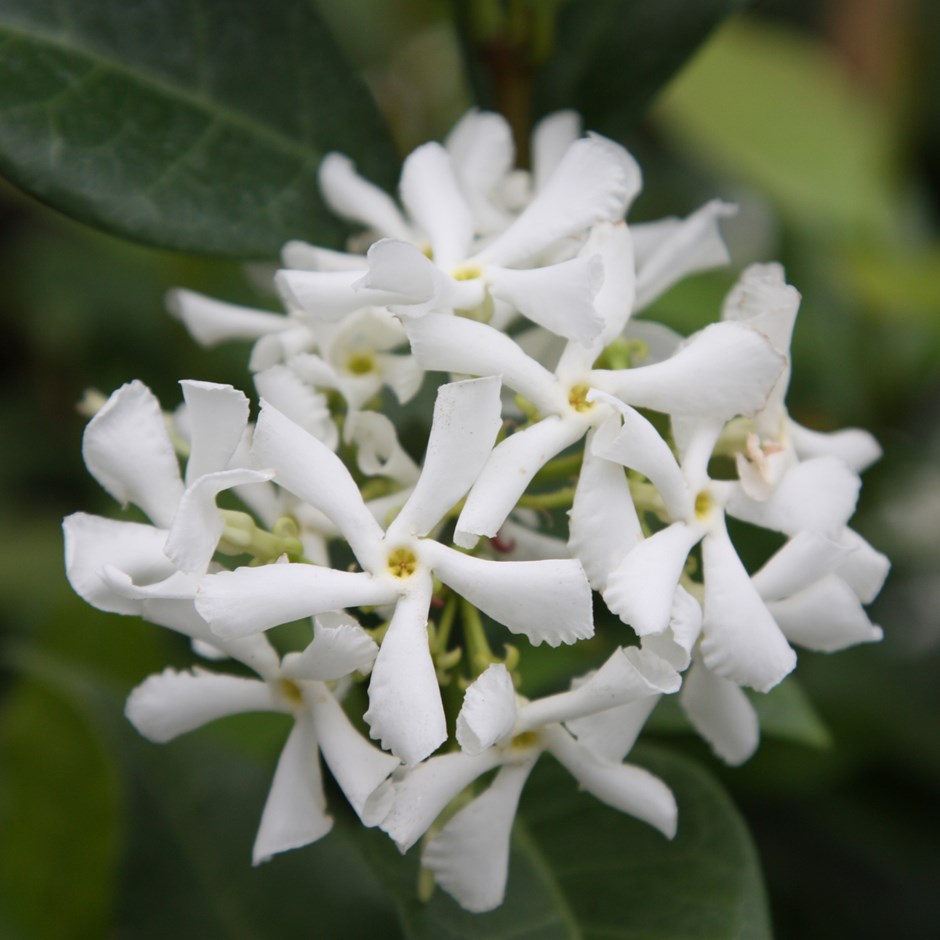 TRACHELOSPERMUM jasminoides