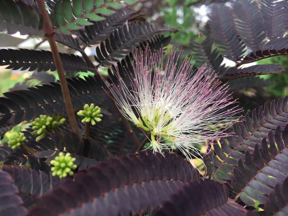 Albizia julibrissin 'Summer Chocolate'