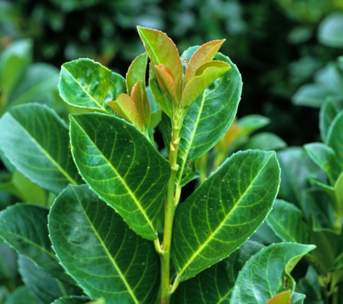 Prunus laurocerasus Kleopatra